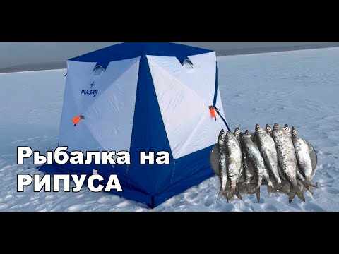 Видео: Зимняя рыбалка на РИПУСА! Поймал полсотни! озеро Щучье.