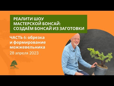 Видео: Обрезка можжевельника для бонсай