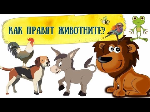 Видео: КАК ПРАВЯТ ЖИВОТНИТЕ | ЗА НАЙ-МАЛКИТЕ