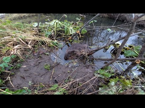 Видео: Охота на бобра с проходными капканами - приманка beaver creek работает!!!