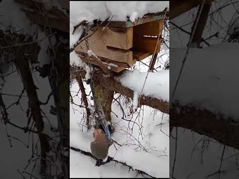 Видео: Проверка капканов на куницу. Опять не пусто