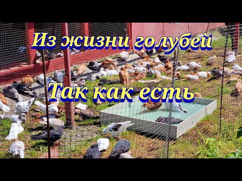 Видео: Мои голуби после прямого эфира