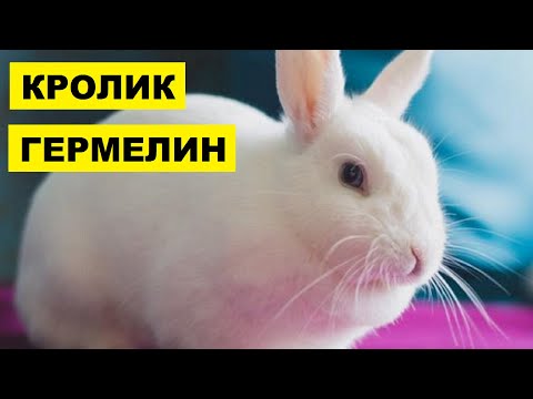 Видео: Разведение кроликов породы Гермелин как бизнес идея | Кролик Гермелин