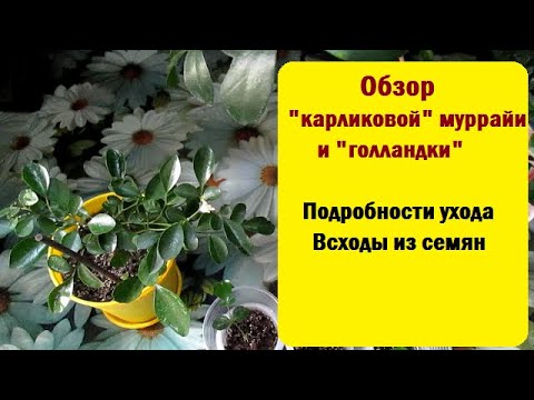 Видео: Прекрасная муррайя : обзор "карликовой" муррайи и "голландки" // Подробности ухода , обзор всходов