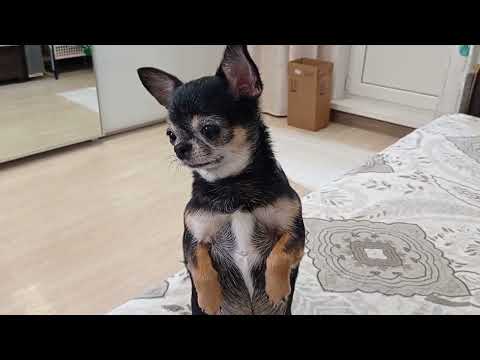 Видео: Отвечаю на вопрос о кормлении. Что кушает чихуахуа Зайка и почему