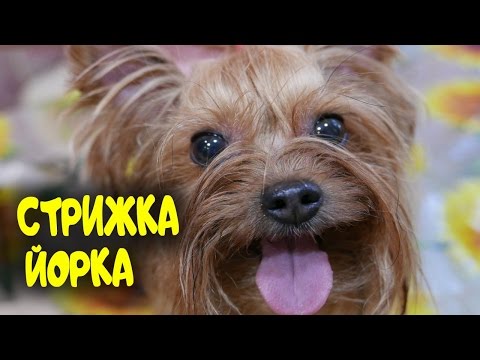 Видео: КАК ПОДСТРИЧЬ ЙОРКА/ТЕХНИКА ПОЭТАПНО/В ДОМАШНИХ УСЛОВИЯХ/СТРИЖКА/ГРУММИНГ/ТРИММИНГ