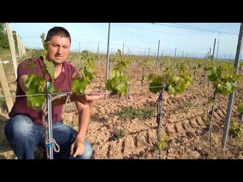 Видео: Виноградник с формированием Односторонний кордон. Кордон Руят