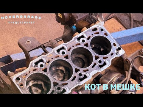 Видео: ОГРОМНЫЙ КОТ В МЕШКЕ!