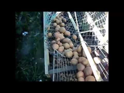 Видео: Картофелесортировка для приусадебного хозяйства
