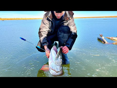 Видео: ПЕРВЫЙ ЛЁД 2021-22! Щука на 12 КГ/ Тест Американских Жерлиц