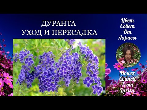 Видео: ДУРАНТА УХОД И ПЕРЕСАДКА