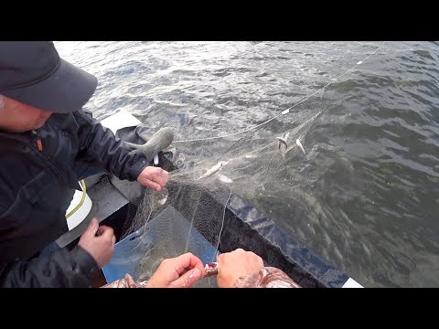 Видео: Промысловая рыбалка на зельдя. Вот так северяне ловят рыбу.