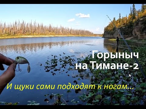 Видео: Северный Тиман-2. ЩУКИ-МОНСТРЫ КИДАЮТСЯ НА КАЖДОМ ЗАБРОСЕ. ДЕЛАЕМ БАНЮ В ГОРАХ.