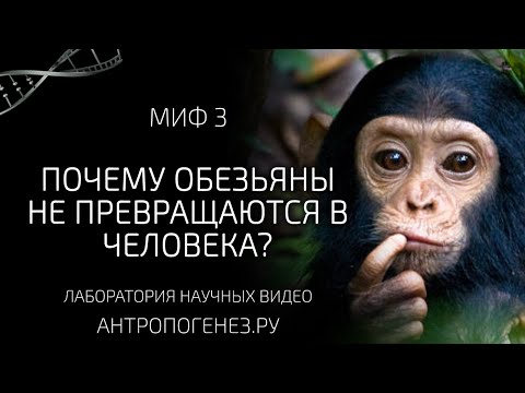 Видео: Почему обезьяны не превращаются в человека? Мифы об эволюции человека