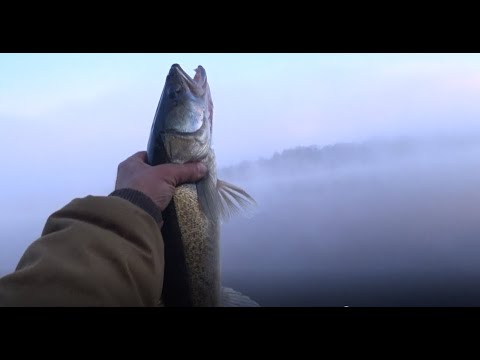 Видео: Ловим судака. Луга. Июль.