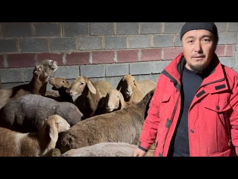 Видео: Арашан қўйи ҳақиқатан ҳам энг самарали зотми? 🤔🇰🇬#рекомендация #ферма #куйлик #природа 