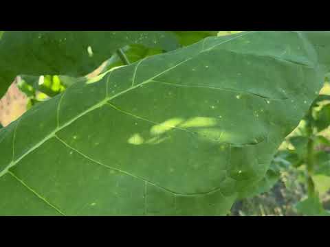 Видео: Табак-завершение сезона 
