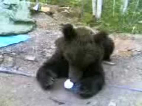 Видео: Медведь пришел на месторождение Сургутнефтегаза