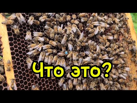 Видео: Осень. Аномальная семья