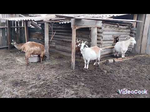 Видео: У коз новые правила в стаде