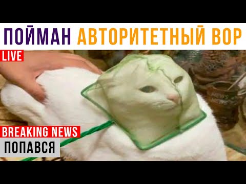Видео: Попався КОТ-ВОР! Накрыли))) Приколы с котами | Мемозг 676