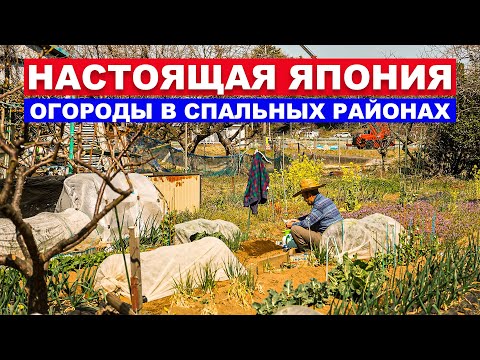 Видео: Настоящая Япония: огороды в спальных районах города Иокогама