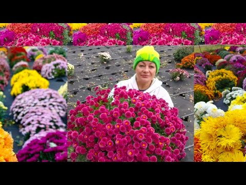 Видео: ЕЩЁ ОДИН ДЕНЬ РАБОТЫ С МАТОЧНИКАМИ ХРИЗАНТЕМЫ.