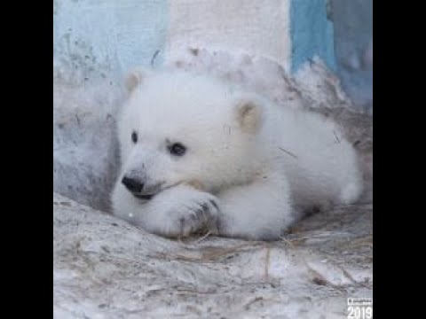 Видео: Жан Татлян - Белый медвежонок