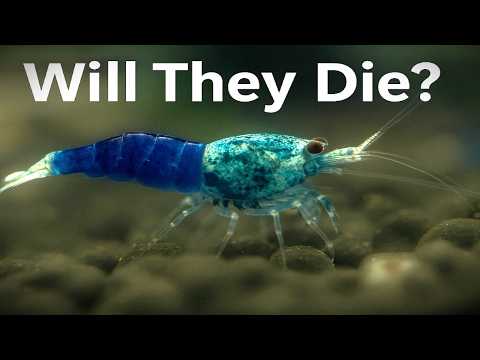 Видео: Говорят, креветки нельзя перевозить зимой (я, во всяком случае, это сделал)