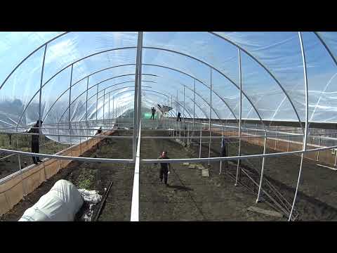 Видео: Почему не стОит накрывать теплицу плёнкой в ветреную погоду