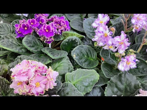 Видео: Отделяем пасынки от фиалки.