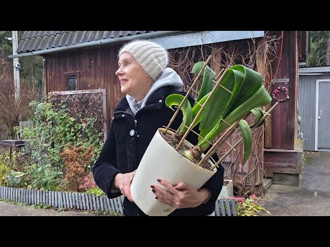 Видео: 7 ноября | выкапываю гиппеаструмы, обрезка клематисов, уборка в саду