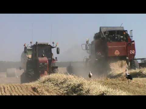 Видео: Уборка озимого ячменя 2025 в Беларуси: От комбайна до тюковки! Гомсельмаш, Палессе, John Deere,  МТЗ