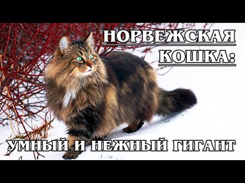 Видео: НОРВЕЖСКАЯ ЛЕСНАЯ КОШКА: Умнейшая кошка викингов | Интересные факты про кошек | Породы кошек