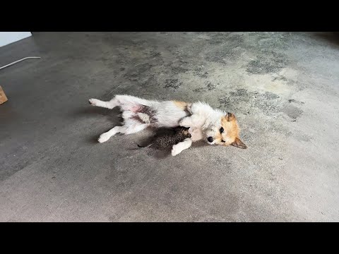 Видео: Мой пёс принёс домой котёнка... и пытался его покормить!