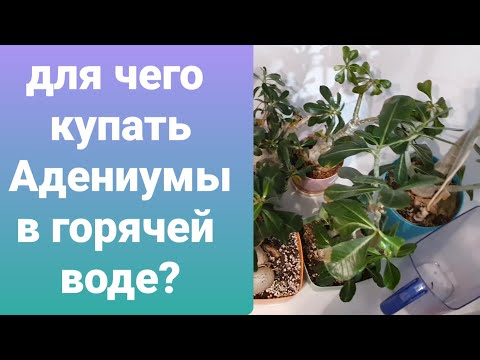 Видео: ДЛЯ ЧЕГО НАДО КУПАТЬ АДЕНИУМЫ В ГОРЯЧЕЙ ВОДЕ? КАК ЧАСТО?