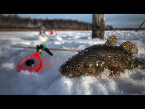 Видео: ВПЕРВЫЕ ЛОВЛЮ МОНСТРА !! ПЕРВЫЙ ЛЁД, как ловить РОТАНА?!