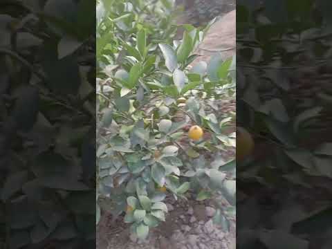 Видео: Лимон кочатларни жойлаш бошланди тел килиб улгириб колинлар  тел+99893 9564959 +998936161696дастафка