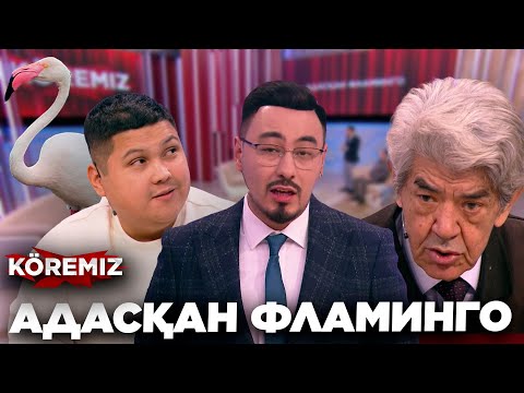 Видео: АДАСҚАН ФЛАМИНГО  / KOREMIZ