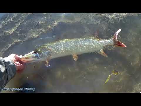 Видео: Щука на джерк в октябре - разведка в сильный ветер.