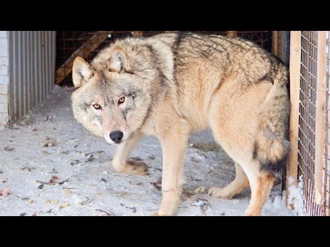 Видео: Впервые показываю отца легендарного Акелы‼️Волчонок невидимка 🥷