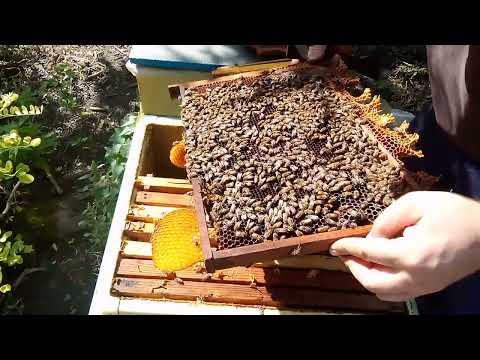 Видео: Забираю з гнізда розплідні рамки, боротьба з кліщем варроа