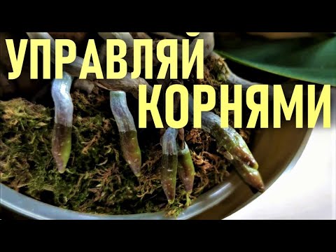 Видео: УПРАВЛЯЙ КОРНЯМИ ОРХИДЕЙ!!! МЕТОД: РУКОТВОРНЫЕ КОРНИ! ДВИЖЕНИЕ КОРНЕЙ ОРХИДЕИ! ГИДРОТРОПИЗМ ОРХИДЕЙ!