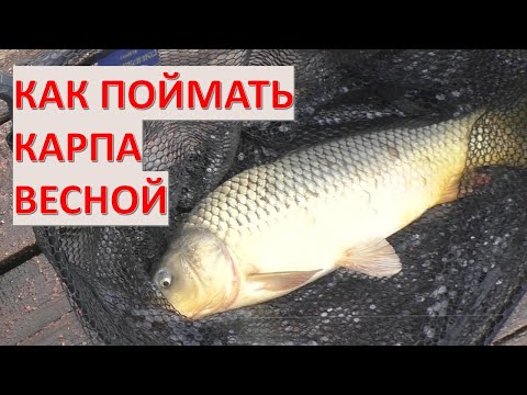 Видео: Ловля карпа весной