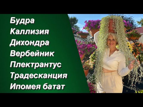 Видео: Растения для кашпо с ЭФФЕКТНОЙ КРАСИВОЙ ЛИСТВОЙ. Наш опыт выращивания