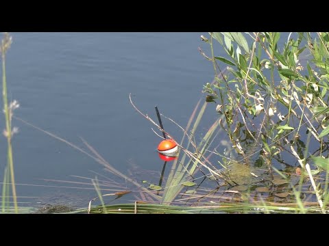 Видео: Рыбалка попал на раздачу рыбы удочка трещала