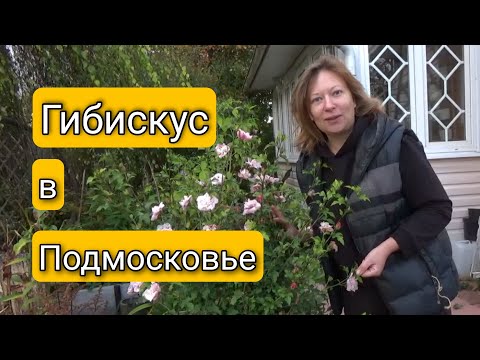 Видео: ГИБИСКУС ОСВАИВАЕТ ПОДМОСКОВЬЕ | Светлана Самойлова