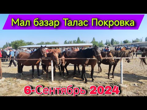 Видео: Мал базар Талас Покровка 6-Сентябрь 2024