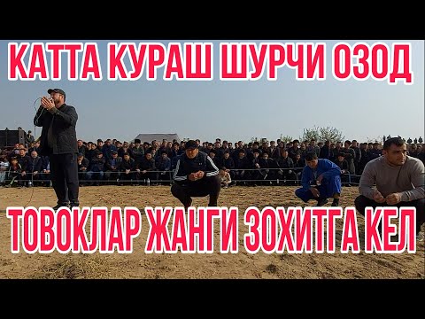 Видео: катта кураш шурчм озод товоклар жанги