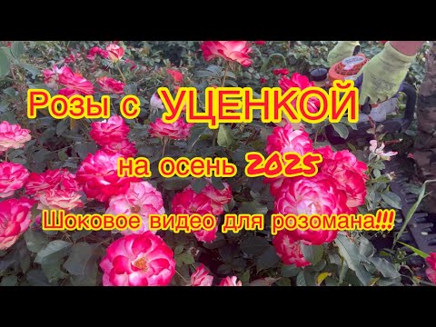 Видео: Розы с уценкой на осень 2025!! + Шоковое видео для розомана!!